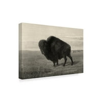 Изящно изкуство 'Американски бизон Модерен' платно изкуство от Робърт Хиншълуд