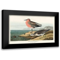 Audubon, John James Black Modern Famed Museum Art Print, озаглавен - Пясъчна петна от червено гърди